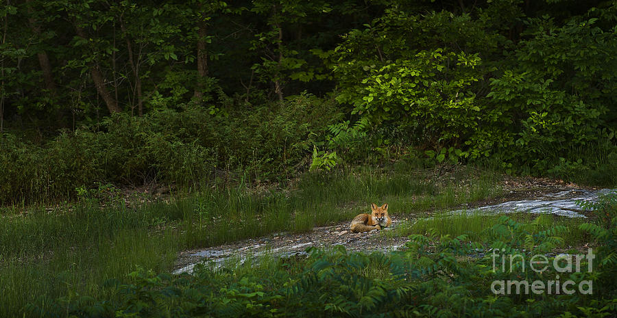 Fox in Muskoka Photograph by Terry Hrynyk