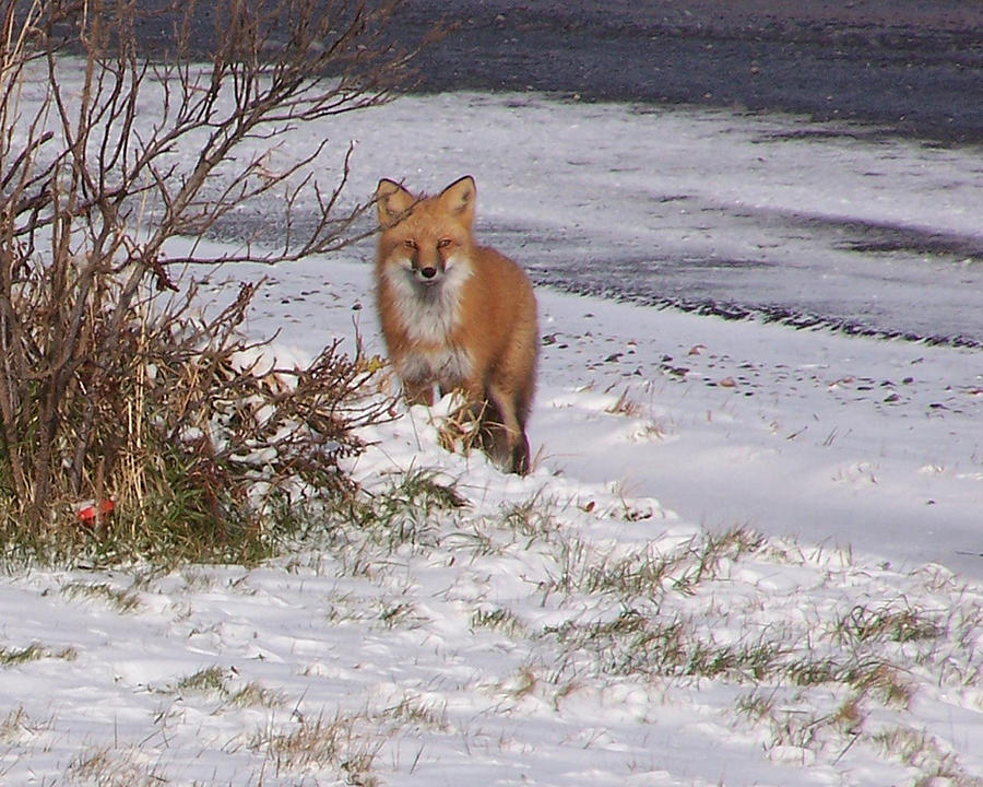 Fox in my yard Photograph by Susan Turner Soulis