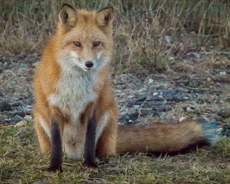 Fox In Oil Photograph by Cathy Kovarik