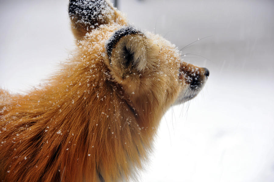 Fox in snow 3 Photograph by Matt Swinden