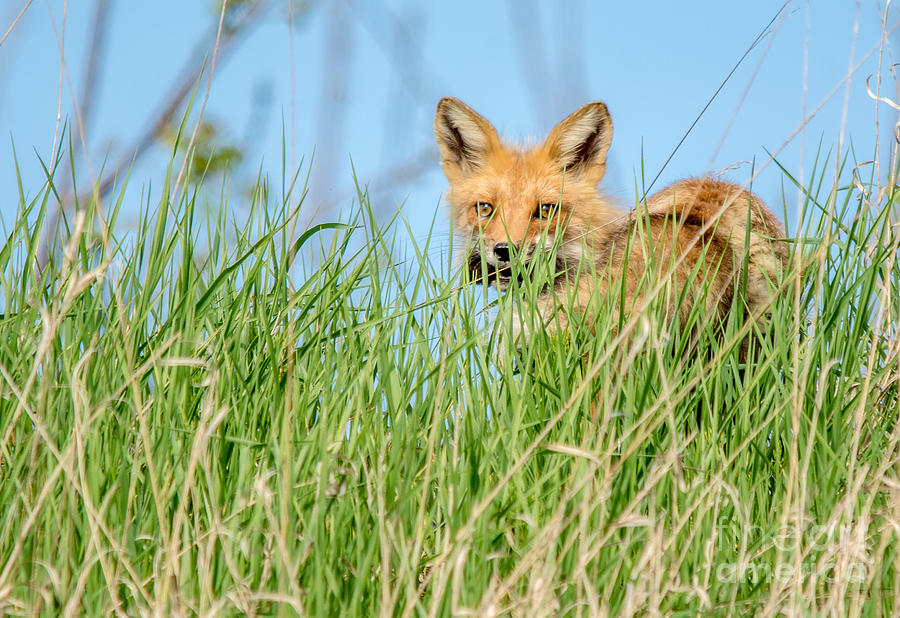 Fox in the Grass Photograph by Cheryl Baxter