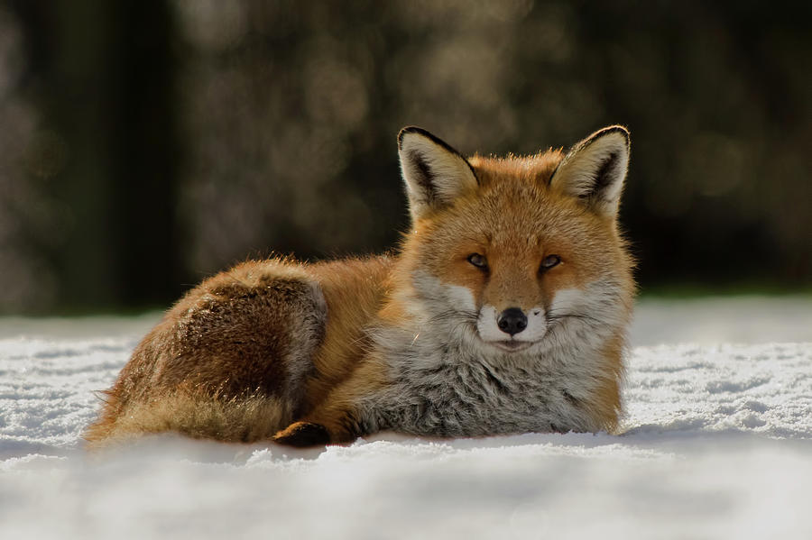 Fox In The Snow Photograph by Mark Bowen