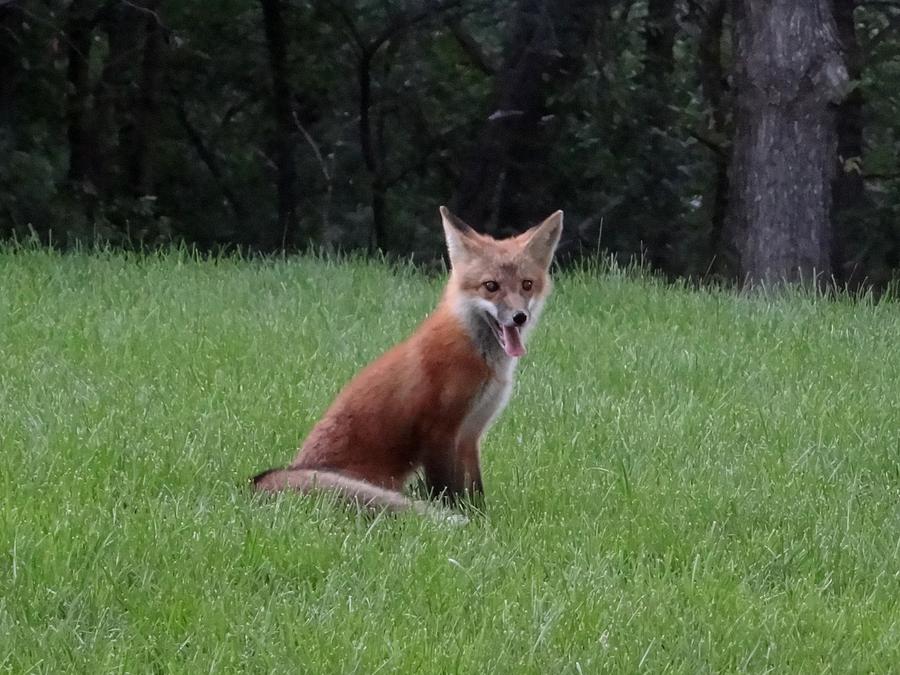 Fox in the Yard Photograph by Keith Stokes