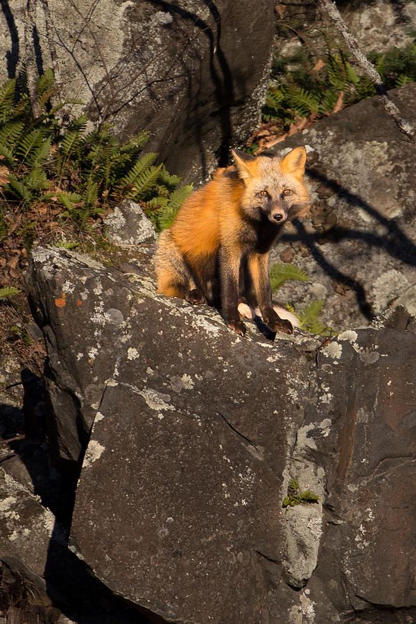 Fox Photograph by Jakub Sisak