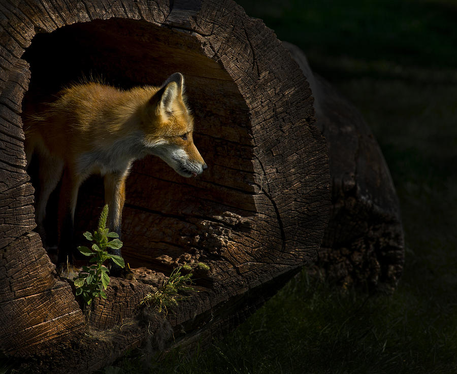 Fox Photograph by Jeff Shumaker