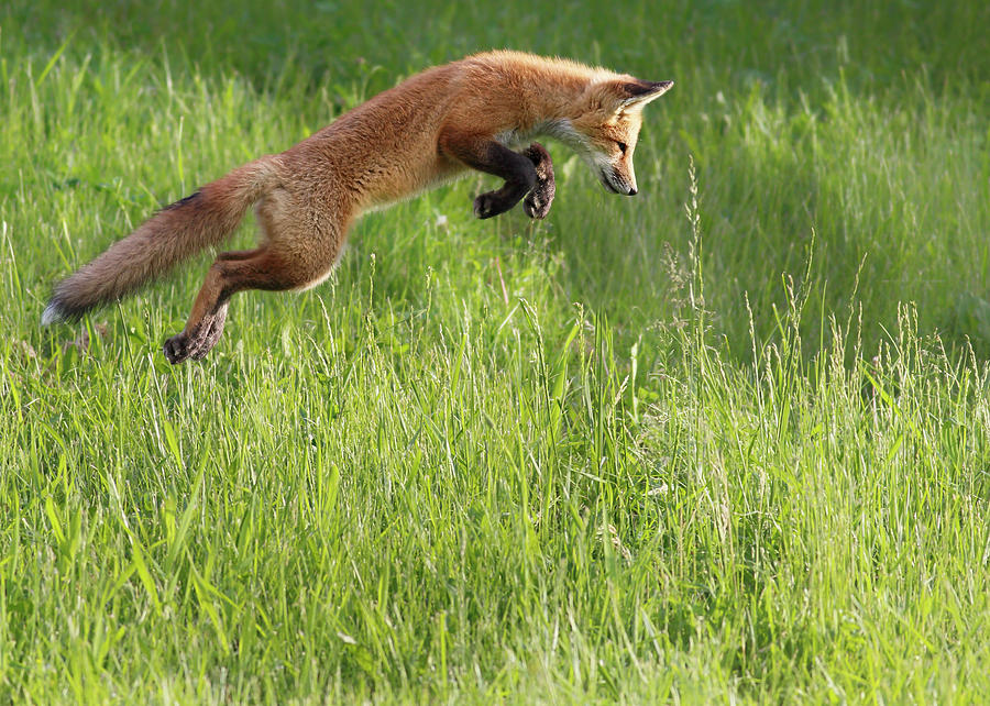 Fox Jumping In A Grass Field  Montreal Photograph by Vladislav Kamenski