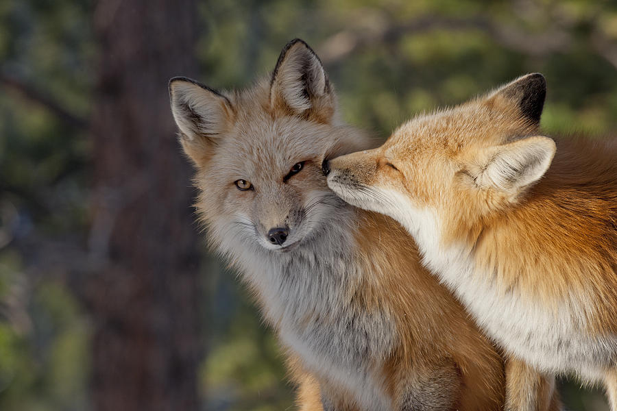 Kissing Foxes Handmade Print.