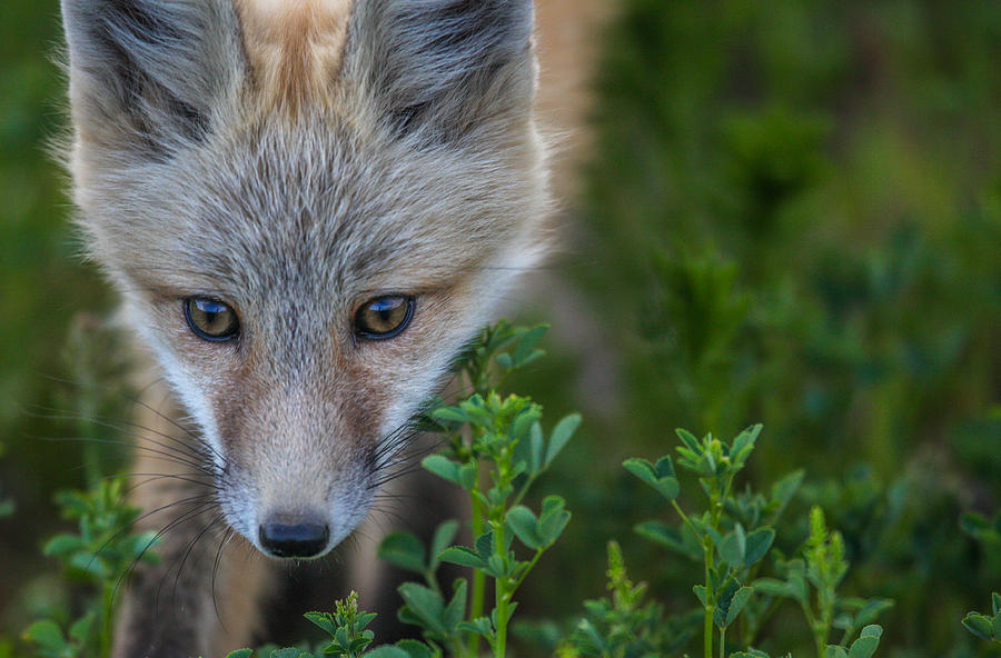 Fox Kit in Flowers  Photograph by Kevin Dietrich
