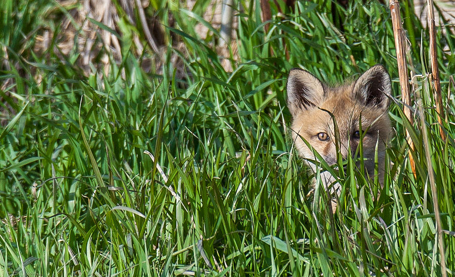 Fox Kit in Wetlands  Photograph by Kevin Dietrich