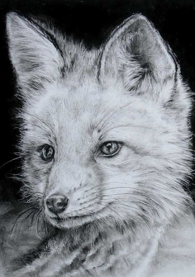 Fox Kit Drawing by Jean Cormier