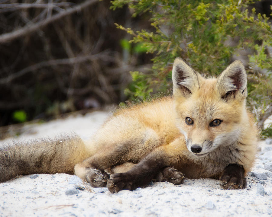 Posing Photograph - Fox Kit Posing by Vicki Jauron Posing Photograph - Fox Kit Posing by Vicki Jauron