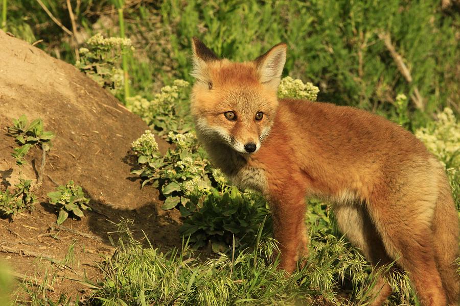Fox Kit Photograph by Roxie Crouch