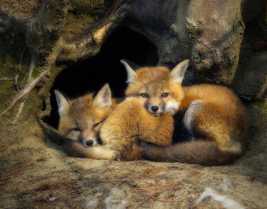 Animal Photograph - Best Friends - Fox Kits at Rest by John Vose