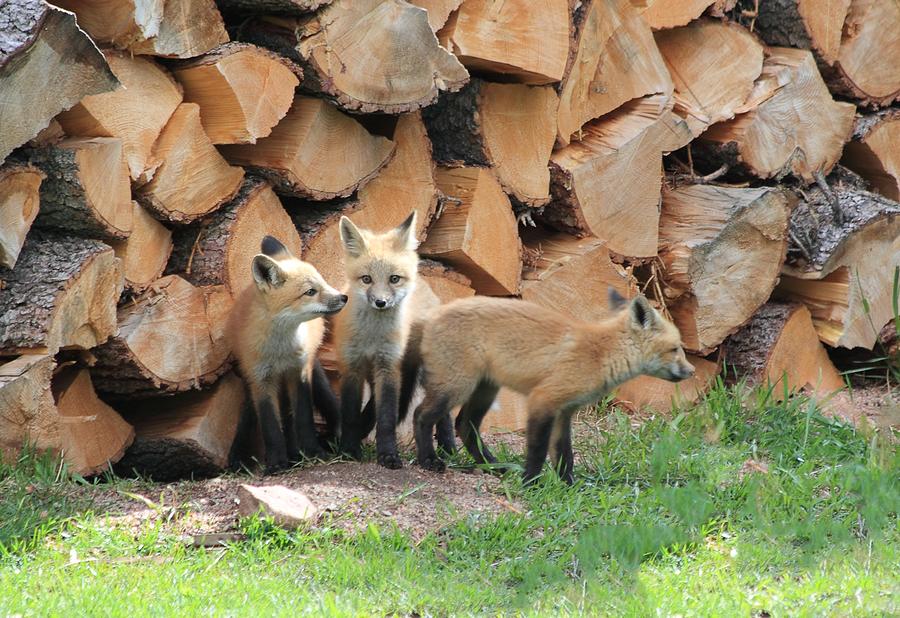Fox Kits Photograph by Shane Bechler