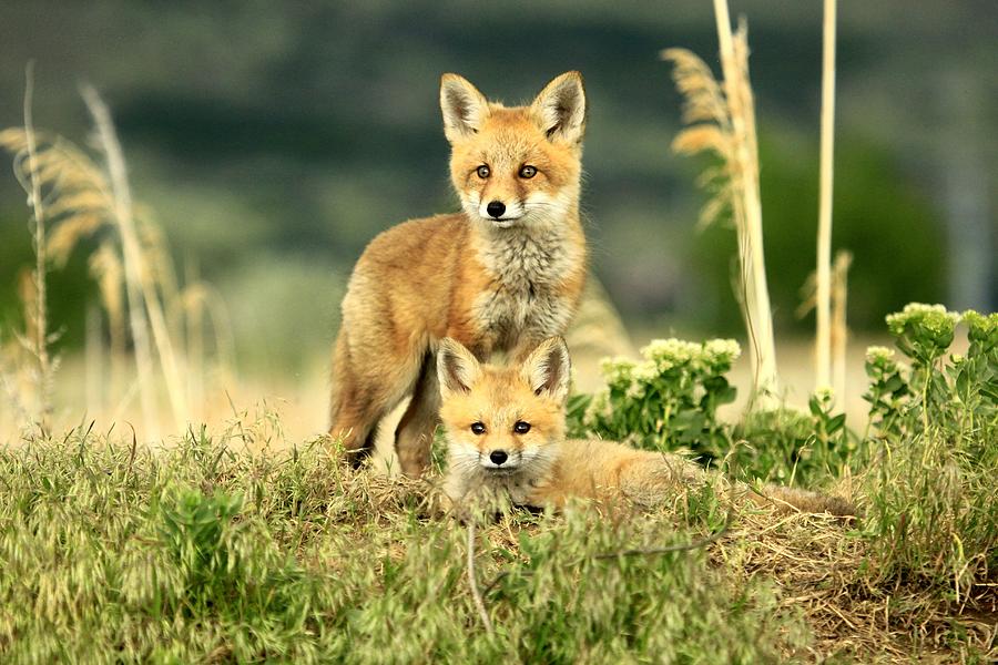 Fox kits II Photograph by Roxie Crouch
