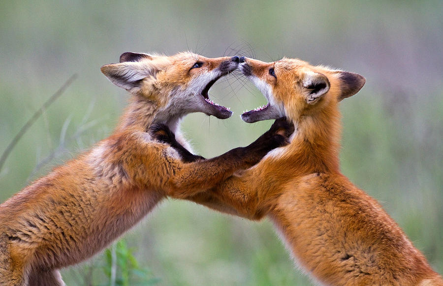 Wildlife Photograph - Fox kits by Merle Ann Loman