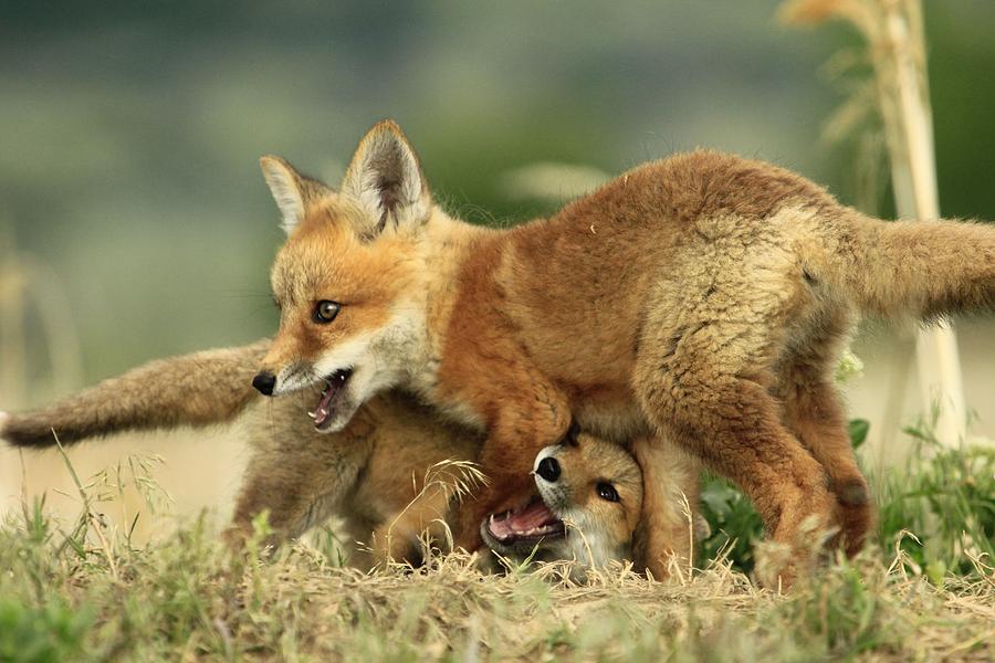 Fox Kits Photograph by Roxie Crouch