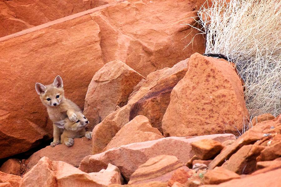 Fox Kitts Photograph by David Beebe
