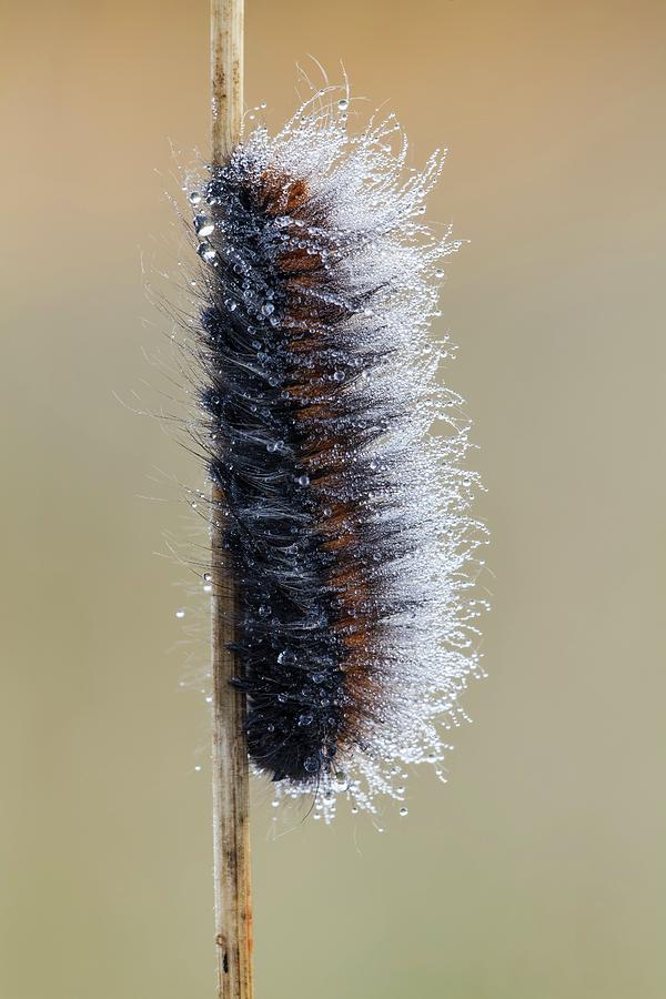 Insects Photograph - Fox Moth Caterpillar by Heath Mcdonald