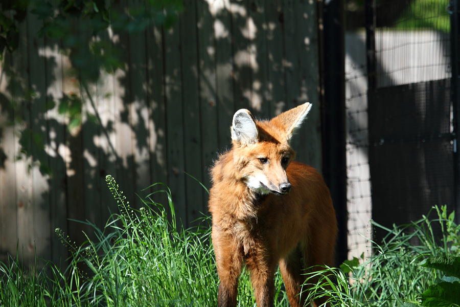 Animal Photograph - Fox - National Zoo - 01131 by DC Photographer