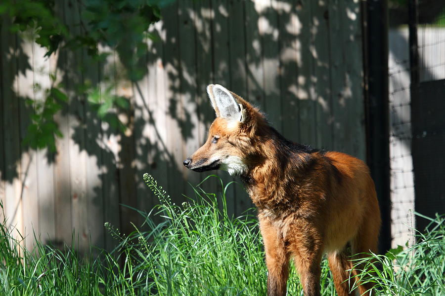 Animal Photograph - Fox - National Zoo - 01133 by DC Photographer