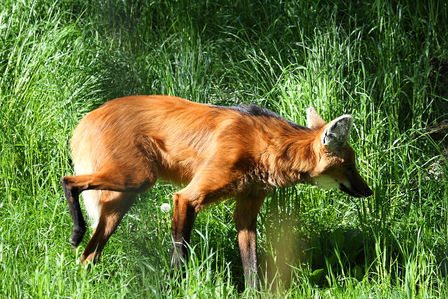 Animal Photograph - Fox - National Zoo - 01138 by DC Photographer