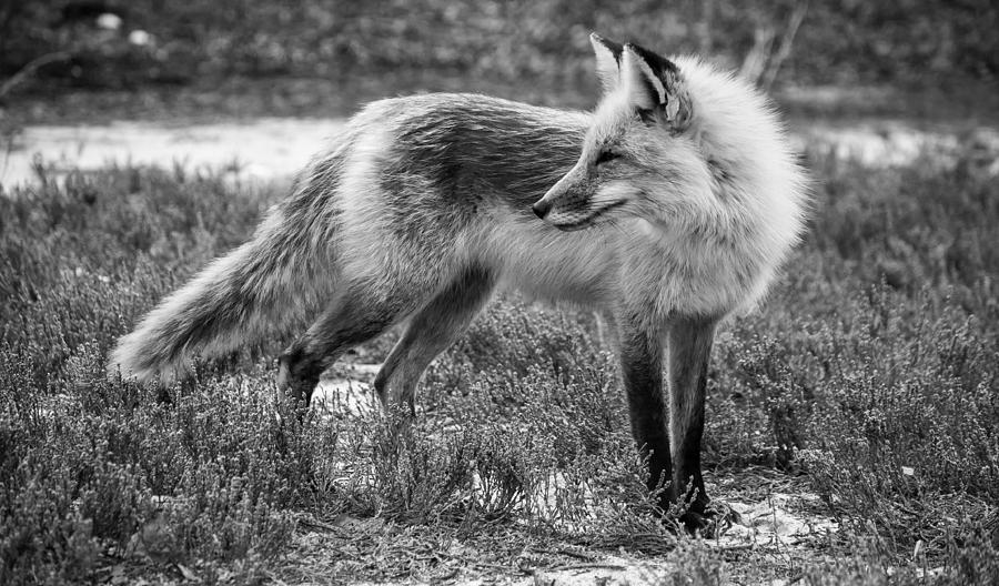 Fox Noir Photograph by Kristopher Schoenleber