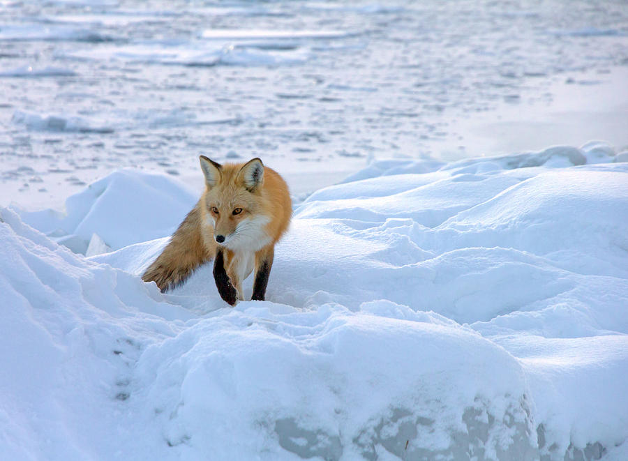 Fox of the North II Photograph by Mary Amerman