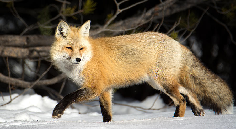 Fox On a Stroll Photograph by Michael Ash
