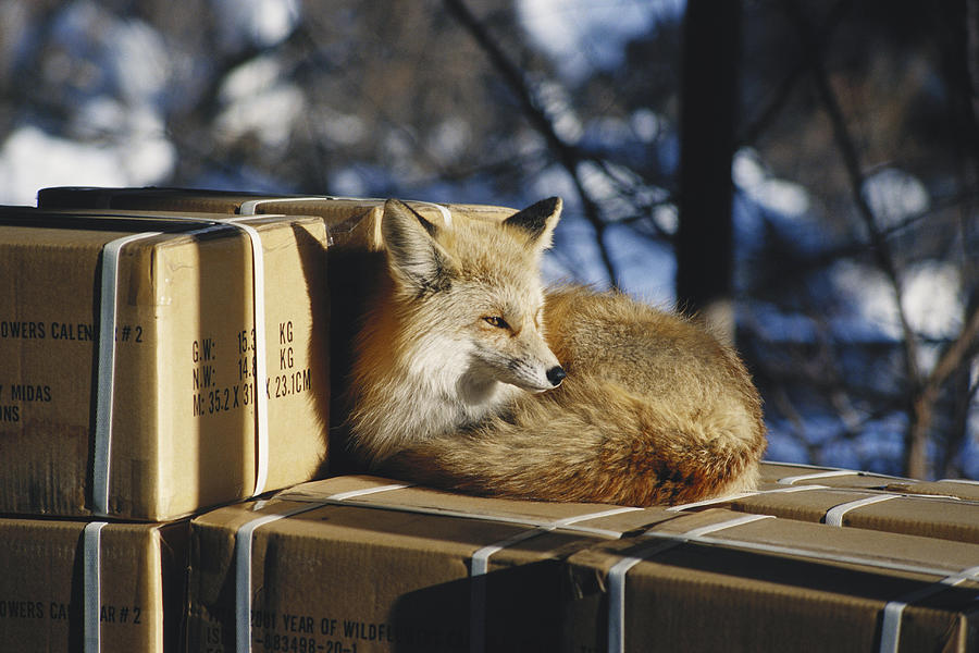 Fox On Boxes Photograph by James Steinberg