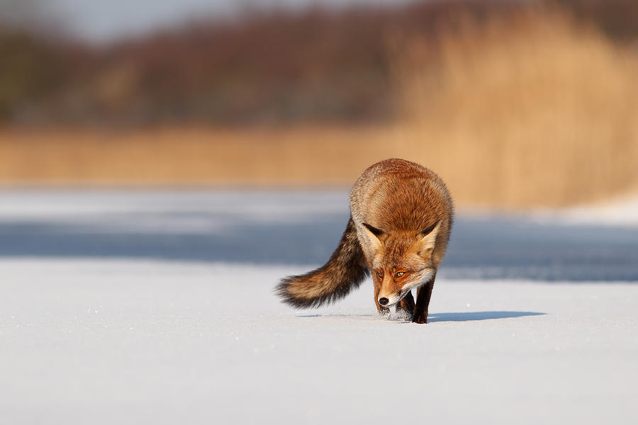 Winter Photograph - Fox on Ice by Roeselien Raimond