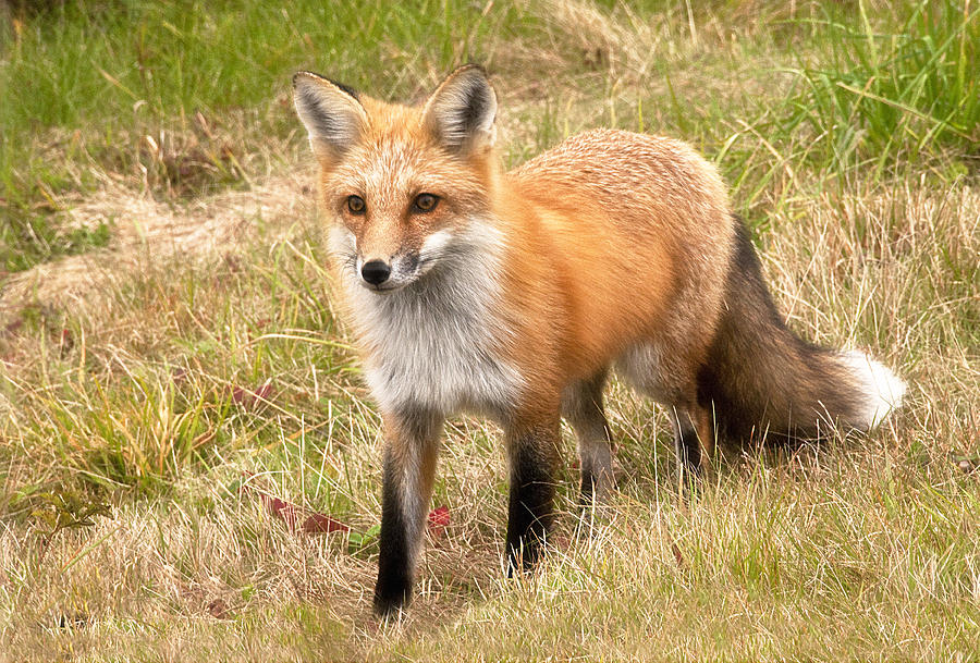 Fox Photograph - Fox on the Prowl by Gordon Ripley