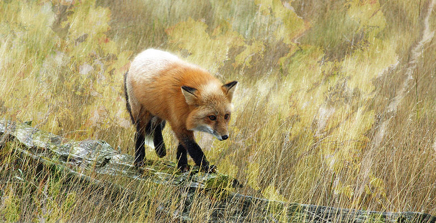 Fox On The Rail - Wild Fox - San Juan Island Photograph by Marie Jamieson