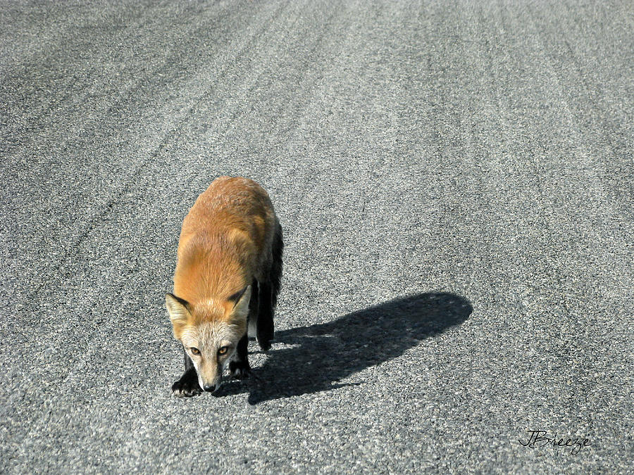 Fox on the Road Photograph by Jennie Breeze