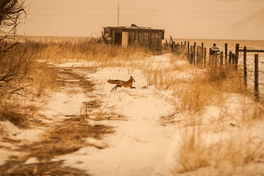 Fox on the Run Photograph by Shirley Heier