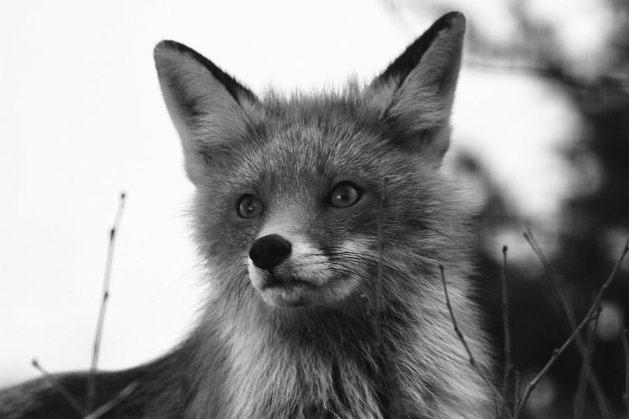 Fox Portrait Photograph by Pekka Sammallahti