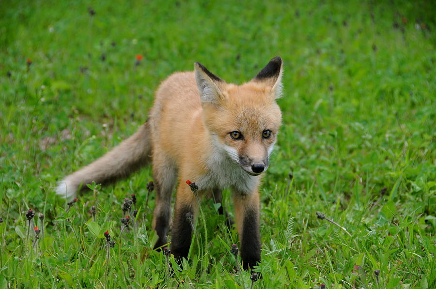 Fox pup exploring Photograph by Sandra Updyke