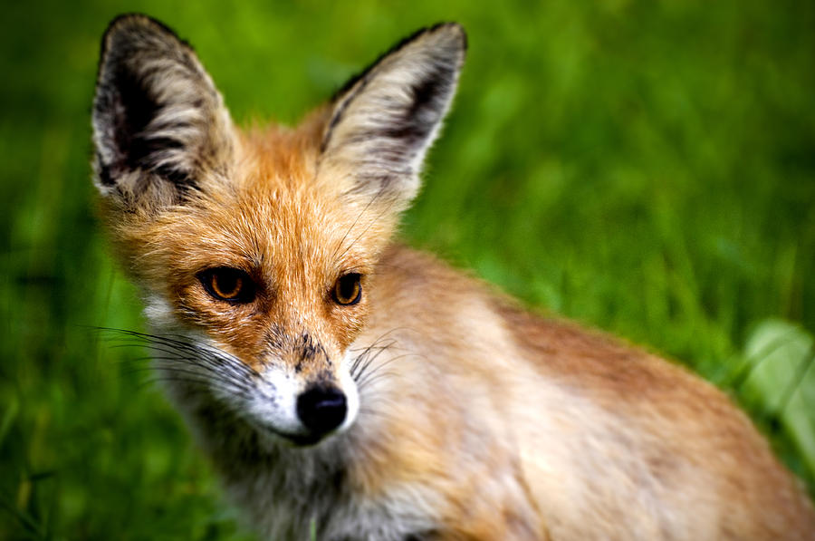 Fox pup Photograph by Fabrizio Troiani