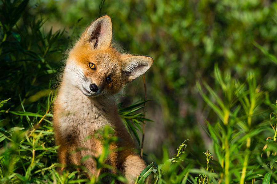 Fox Pup Photograph by Ian Stotesbury - Fine Art America