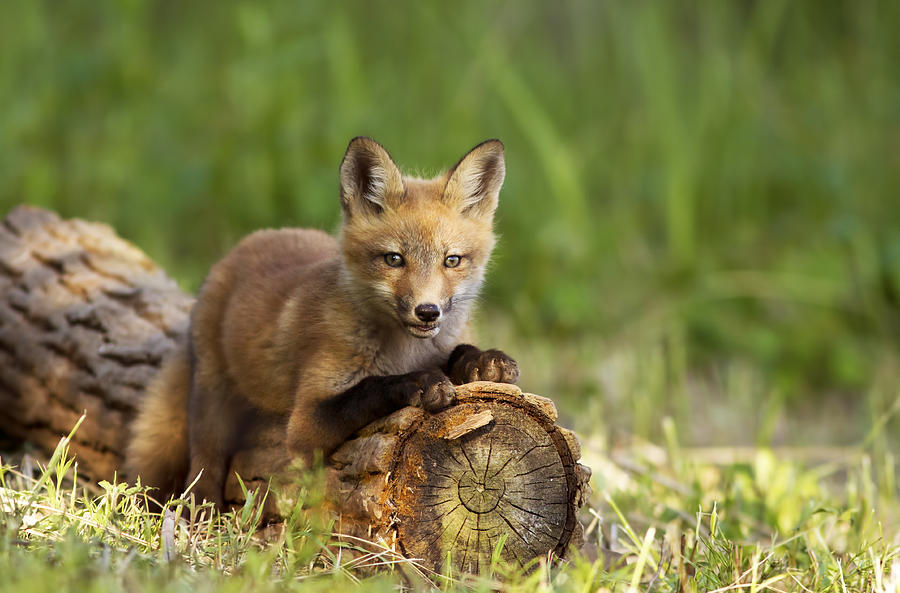 Fox pup in the morning light Photograph by Mircea Costina Photography