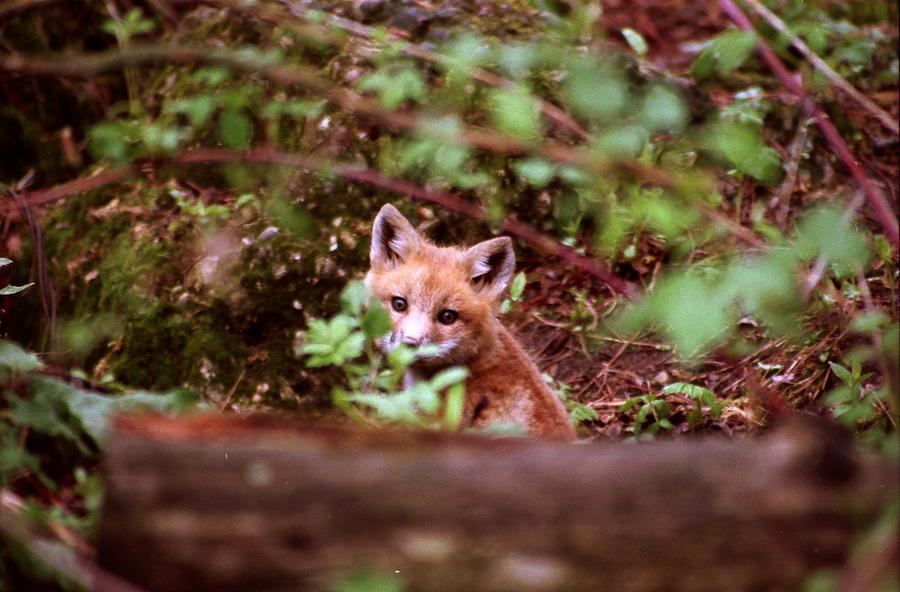 Fox Pup Peek Photograph by John Dart