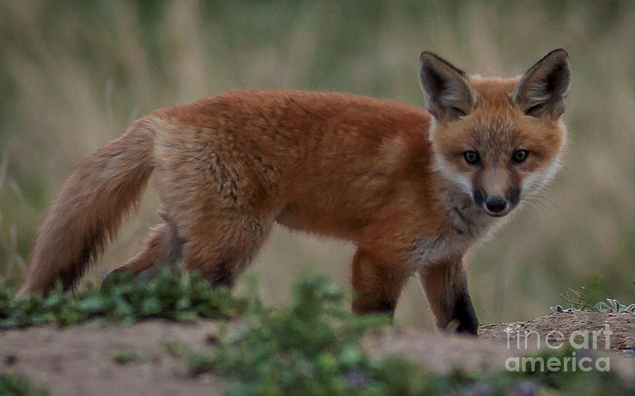 Fox Pup Photograph by Steven Reed