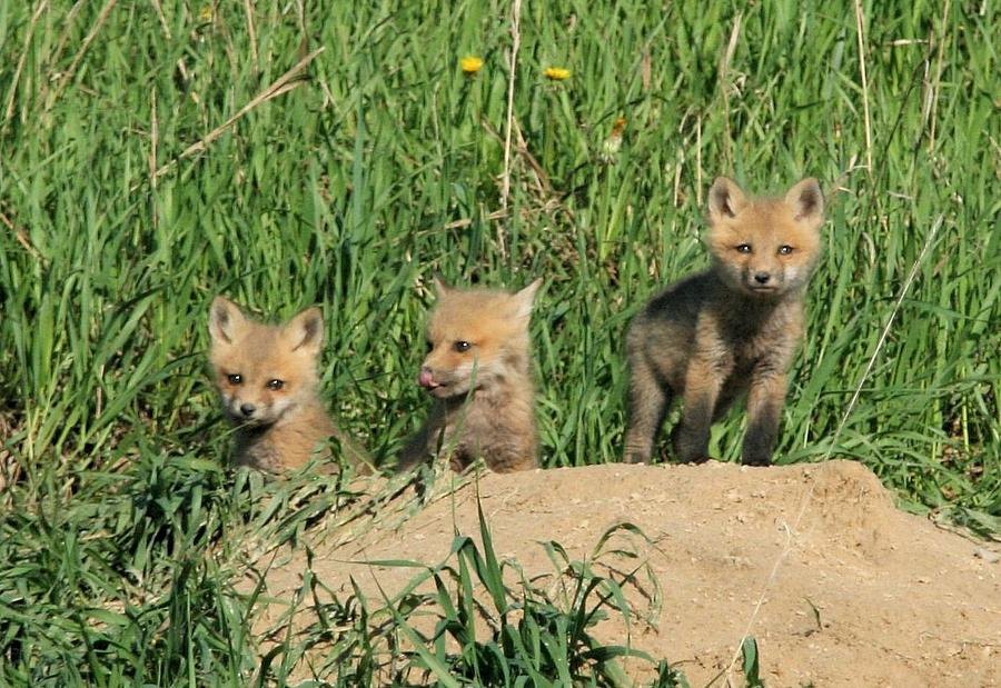 Fox Pups Photograph by John Dart