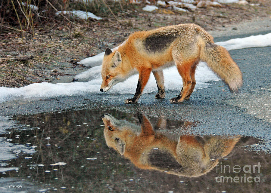 Fox reflection Photograph by Sami Martin