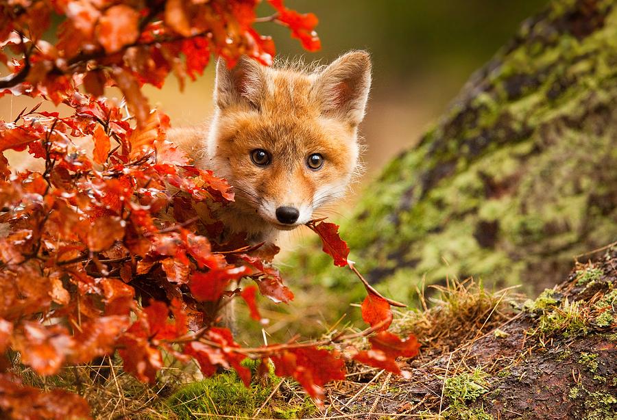 Nature Photograph - Fox by Robert Adamec