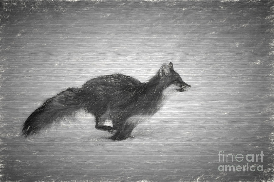 Fox running.....paintography Photograph by Dan Friend