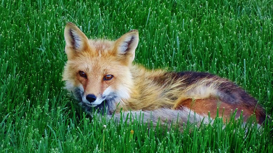 Fox Photograph - Fox by Savanna Paine