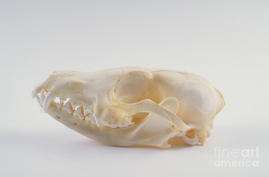 Fox Photograph - Fox Skull by Barbara Strnadova