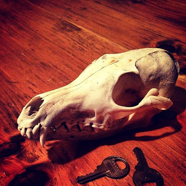 Key Photograph - Fox skull  by Dominique  Ledoyen 