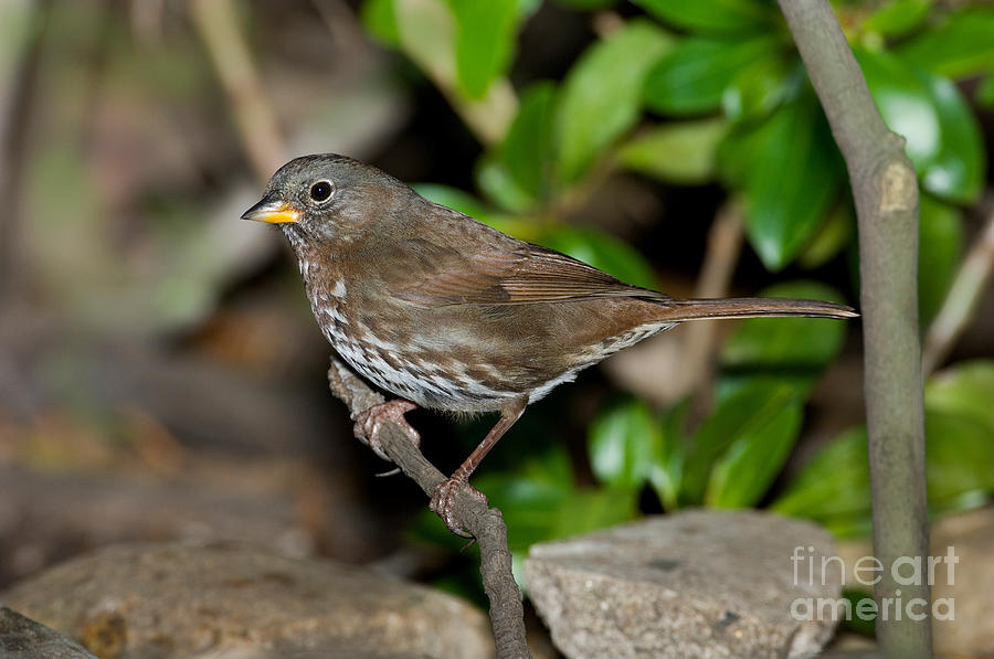 Fox Sparrow Photograph by Anthony Mercieca